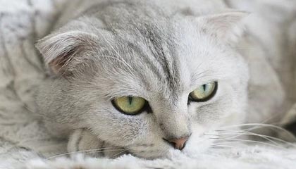 开云官方-季后赛门票秒抢，粉丝热情难以抵挡，季后赛门票分成